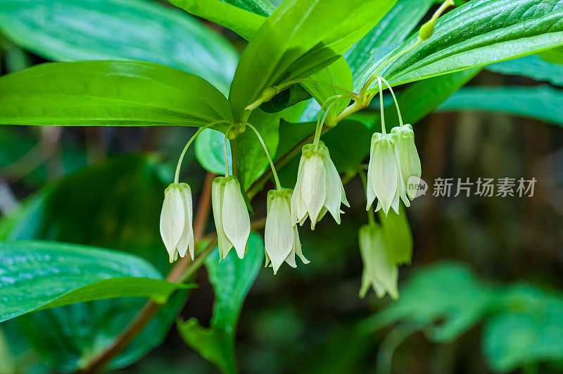 Prosartes smithii是一种北美开花植物，俗称大花童话。它原产于北美西部，从不列颠哥伦比亚省的温哥华岛向南一直到加利福尼亚州的蒙特雷县。